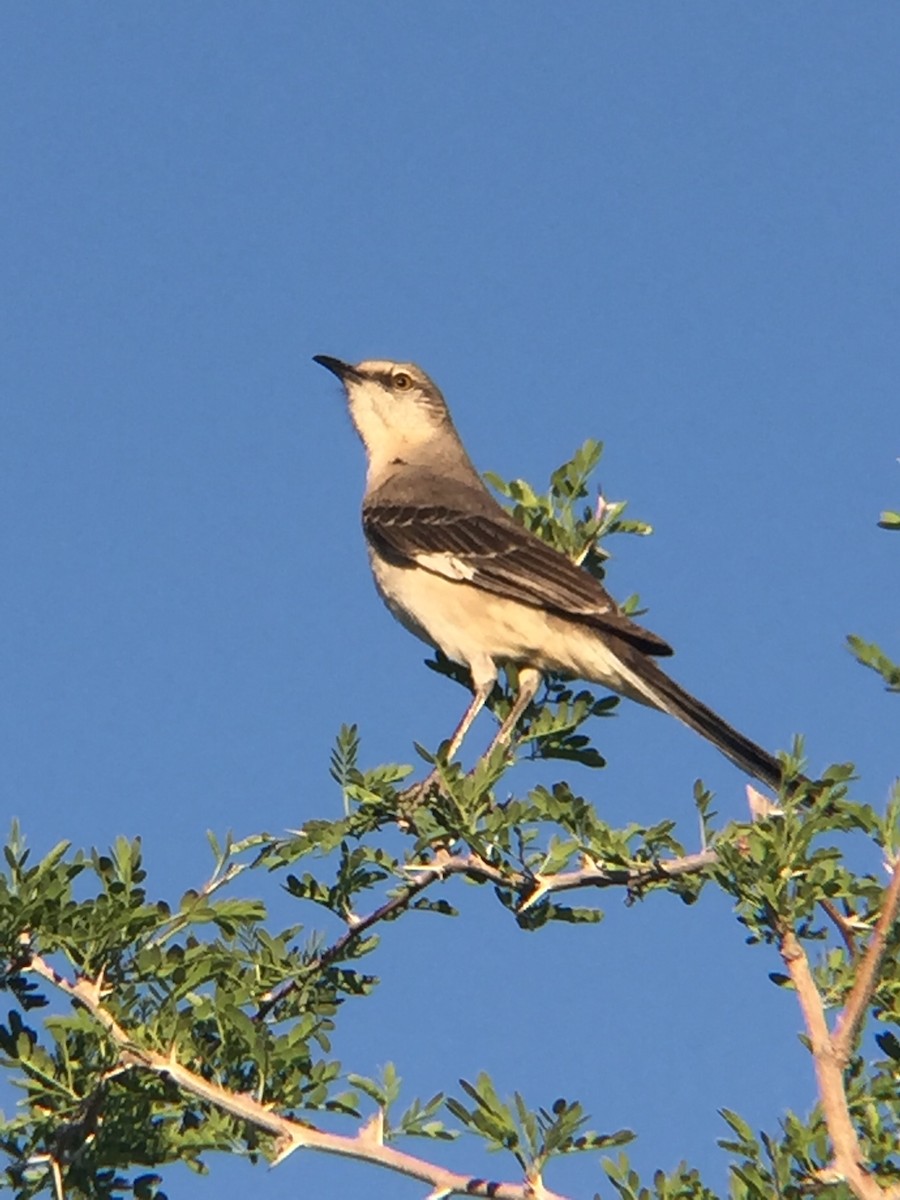 Northern Mockingbird - ML338730451