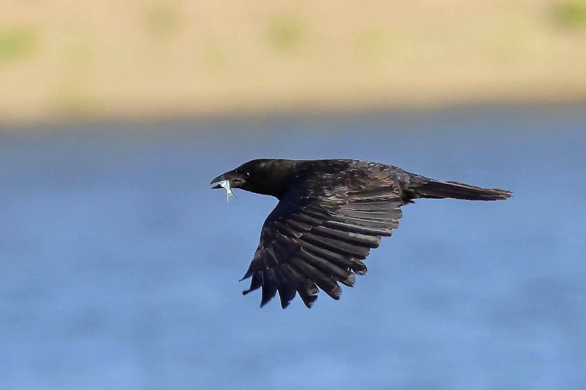 American Crow - ML338730821