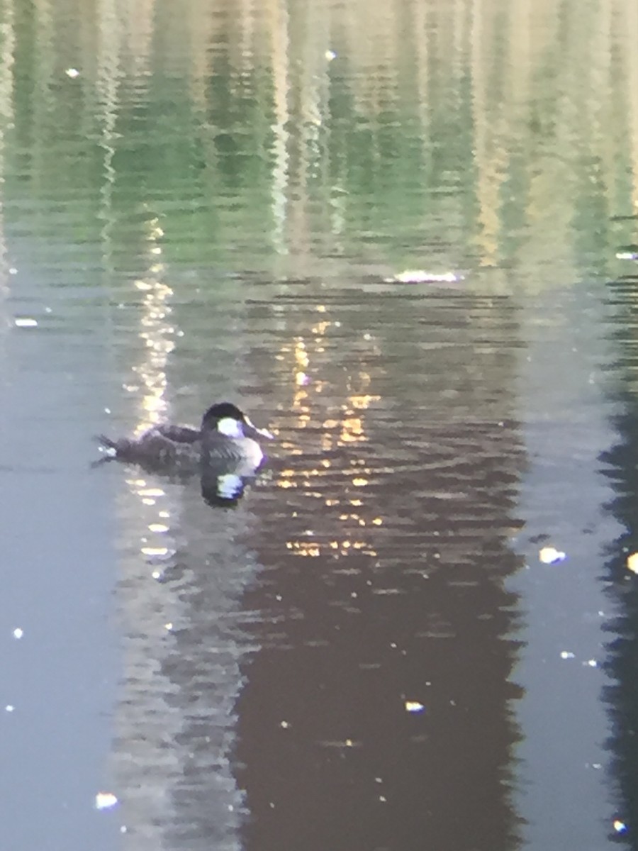 Ruddy Duck - ML338731021