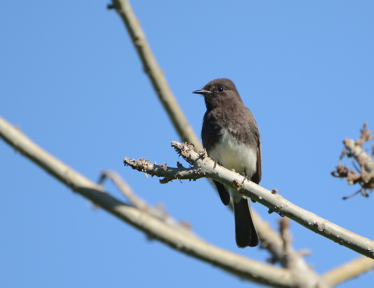 Black Phoebe - ML33873181