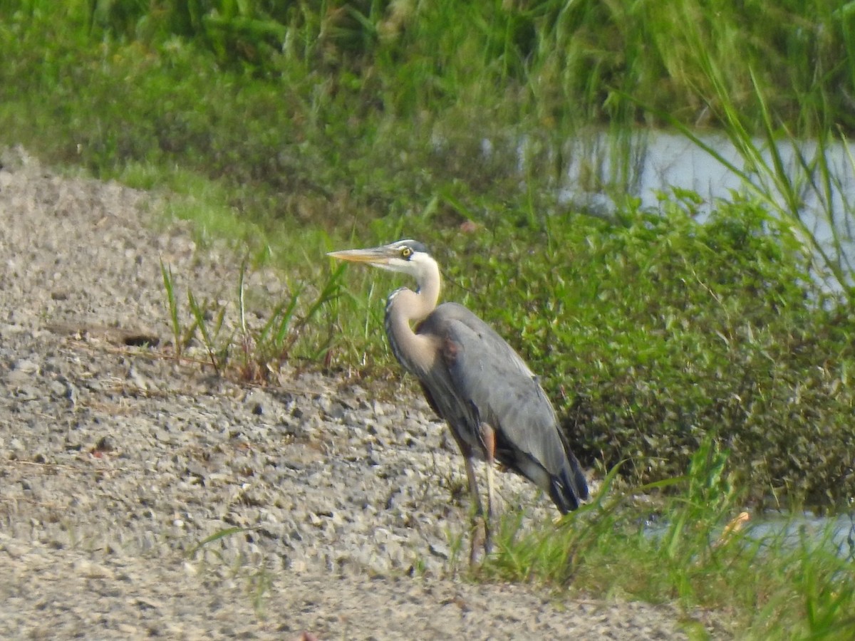 Great Blue Heron - ML338731921