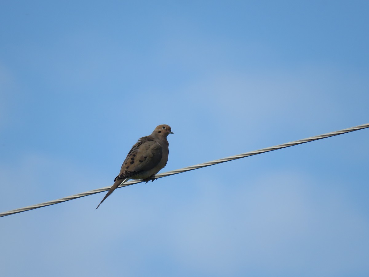 Mourning Dove - ML338734091