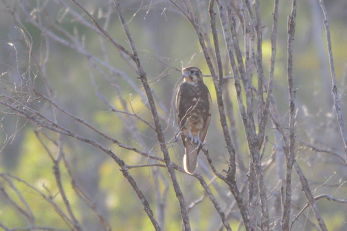 Brown Falcon - Harn Sheng Khor