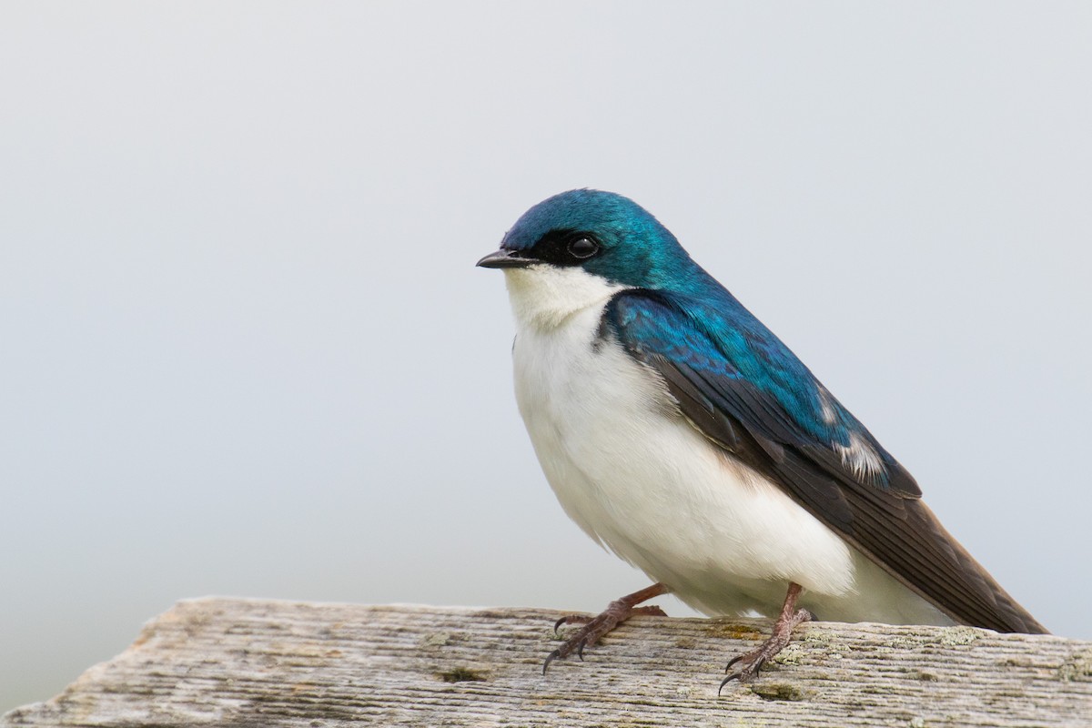 Tree Swallow - John Jackson