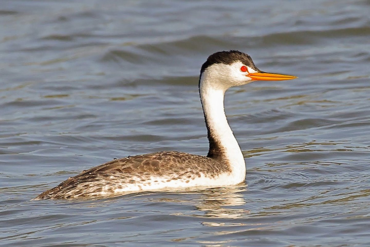 Clark's Grebe - ML338735841