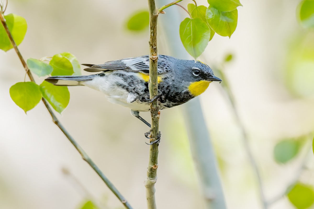 Yellow-rumped Warbler (Audubon's) - ML338735961