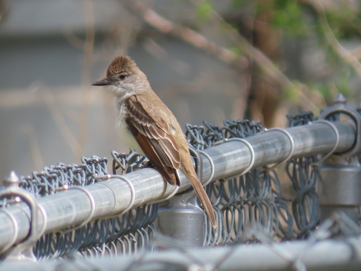 Ash-throated Flycatcher - ML338736801