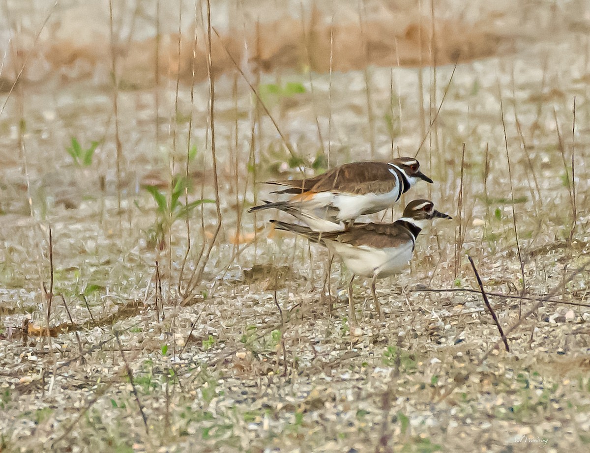 Killdeer - Valerie Woodring