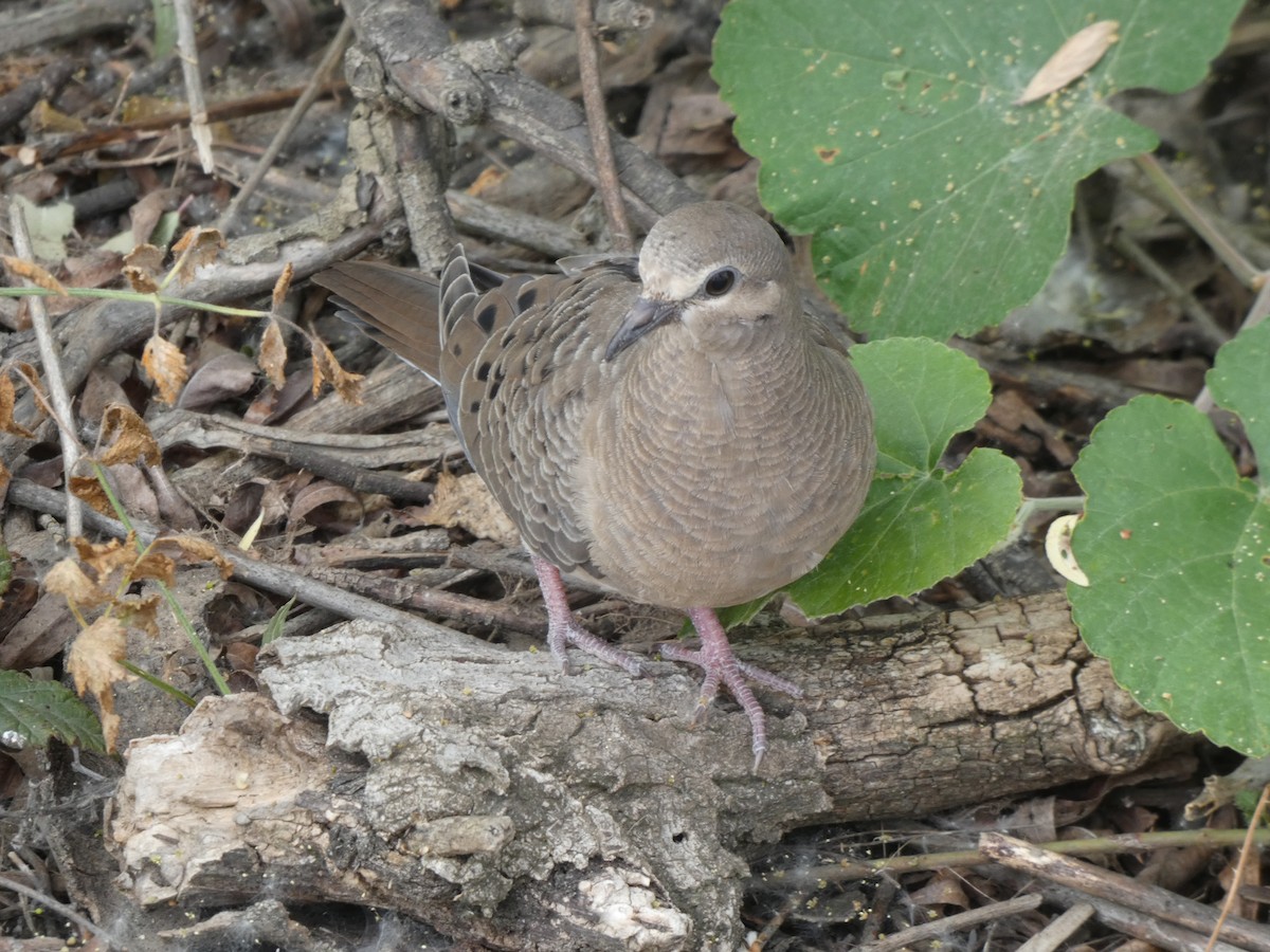 Mourning Dove - ML338740311