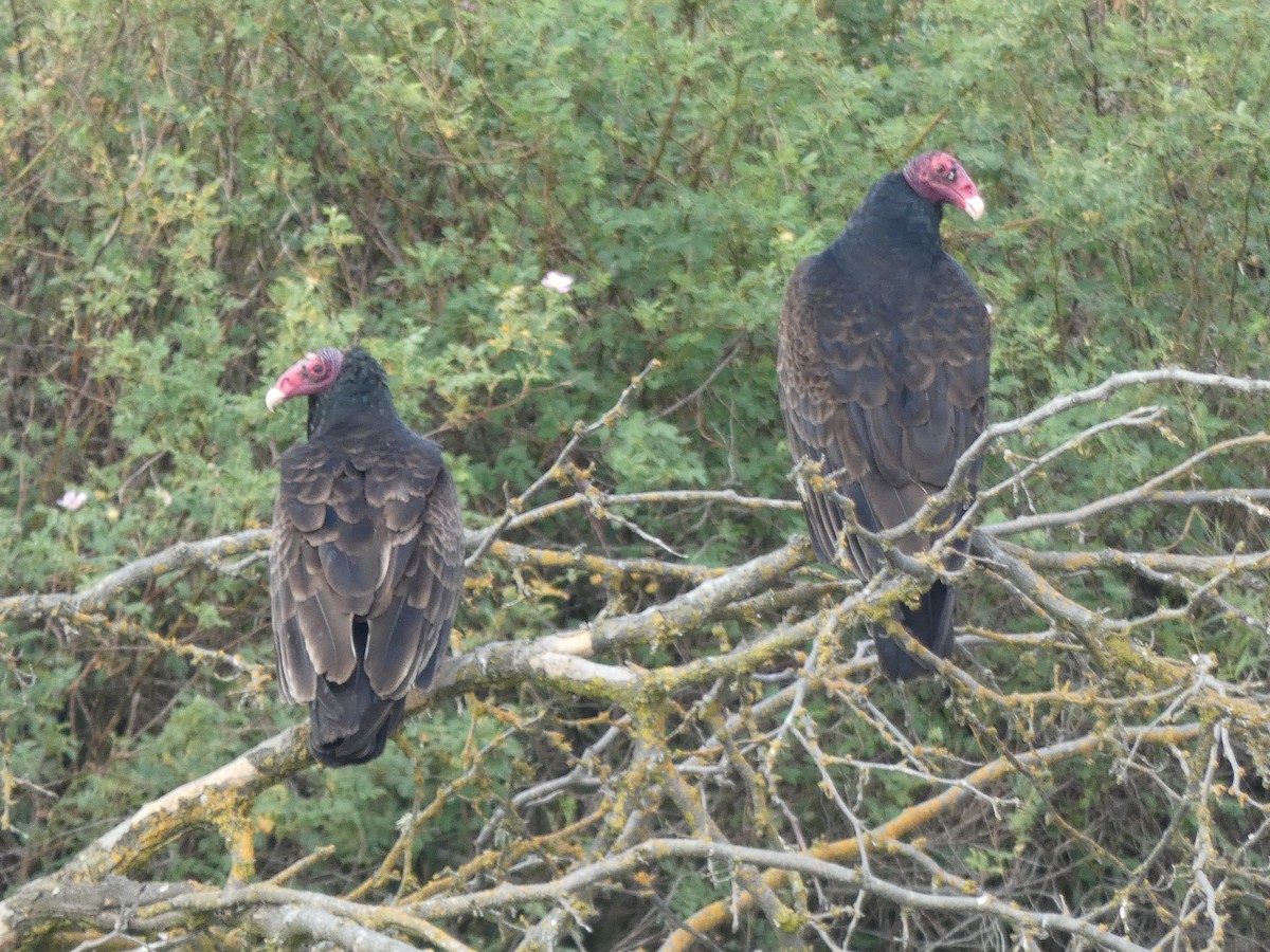 Turkey Vulture - ML338740451