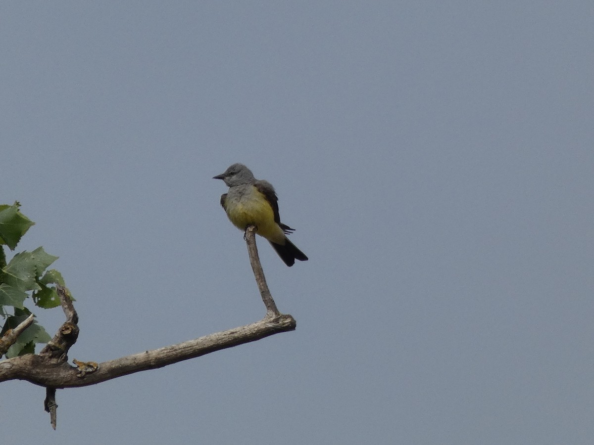 Western Kingbird - ML338740491