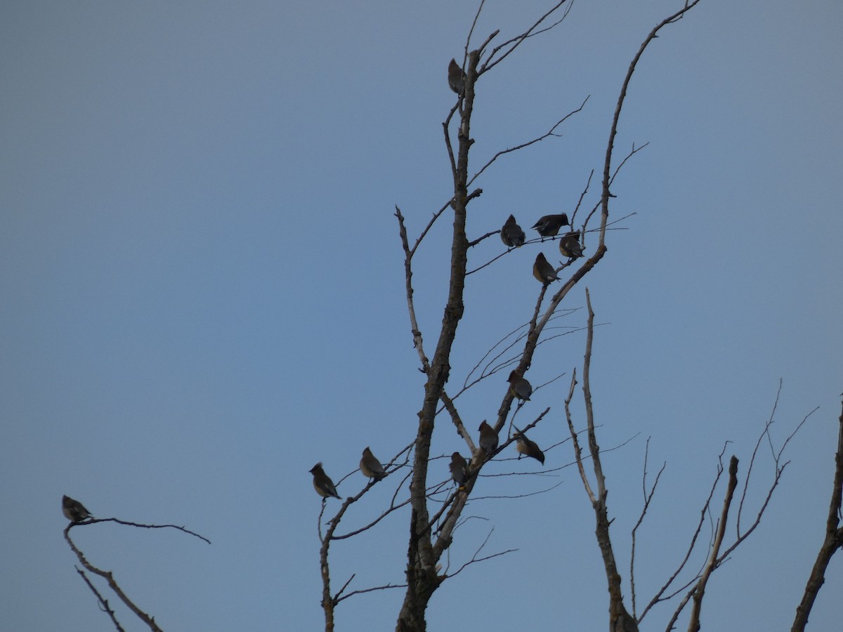 Cedar Waxwing - ML338740601