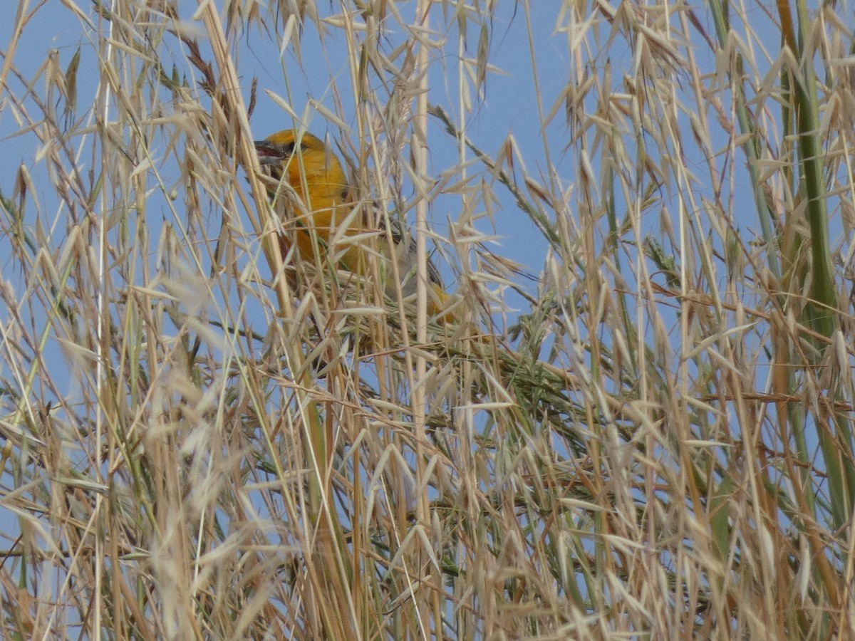 Bullock's Oriole - ML338740891