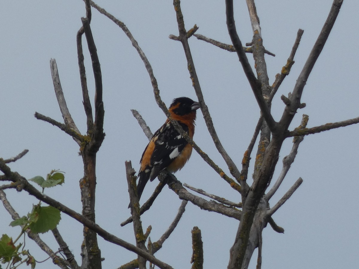 Black-headed Grosbeak - ML338740911