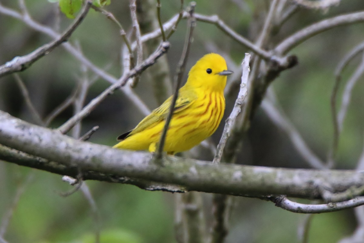 Yellow Warbler - ML338743031