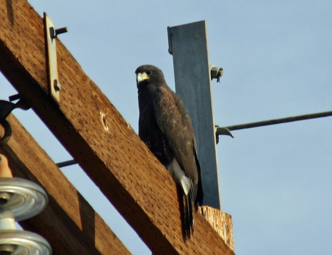 Harris's Hawk - ML338743041