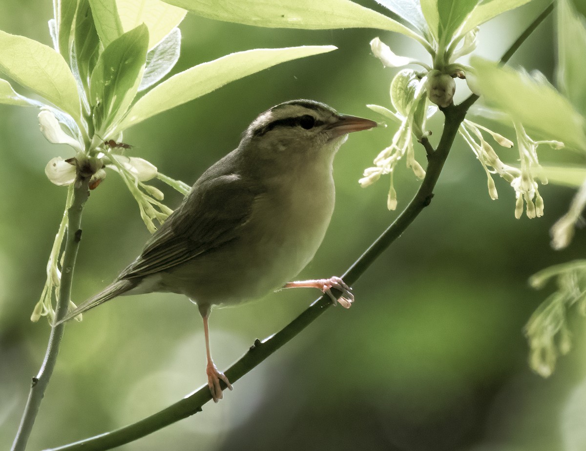 Worm-eating Warbler - ML338743071