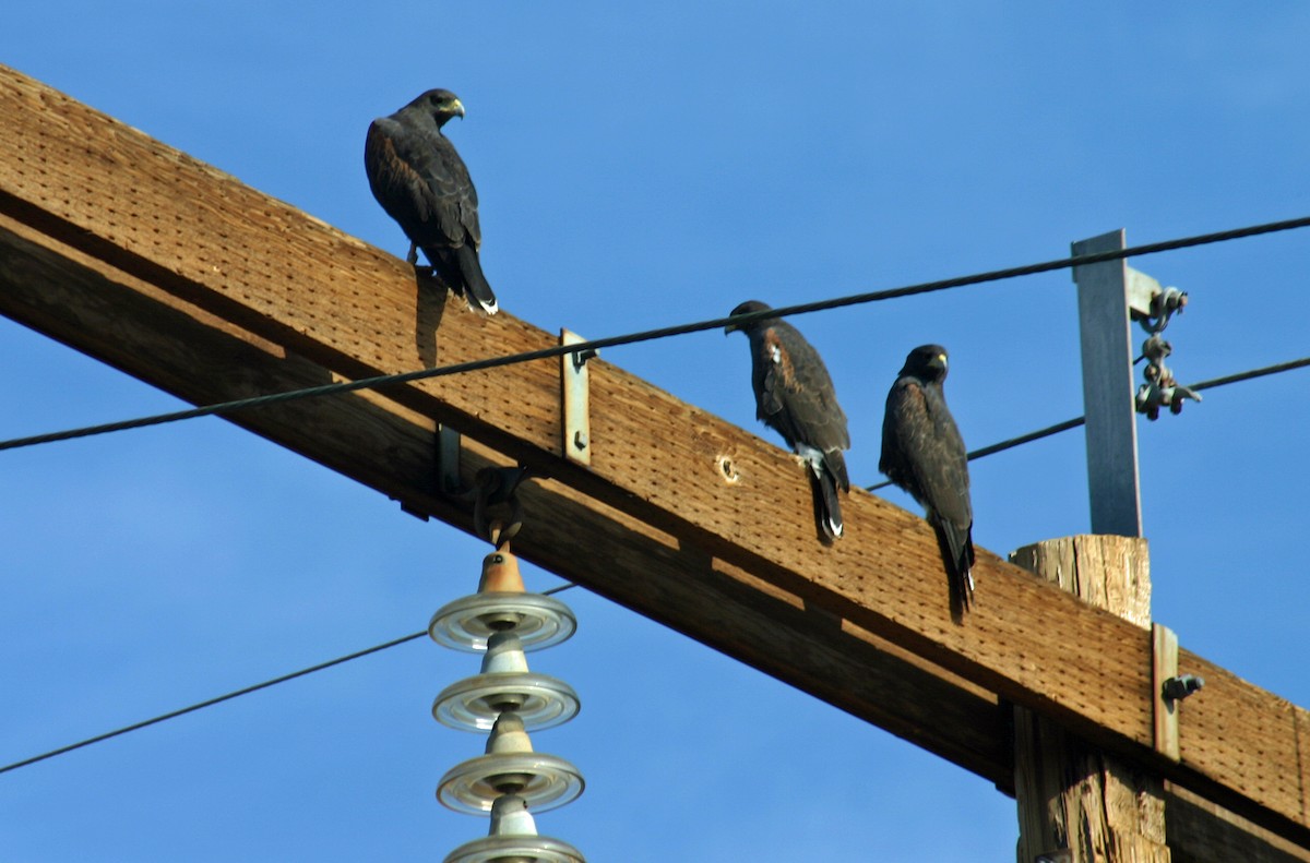 Harris's Hawk - ML338743091