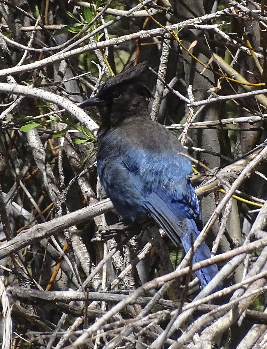 Steller's Jay - ML338743941