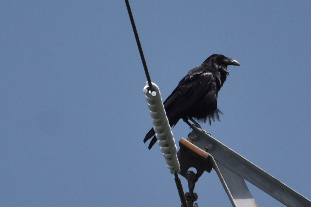 Grand Corbeau - ML338744271