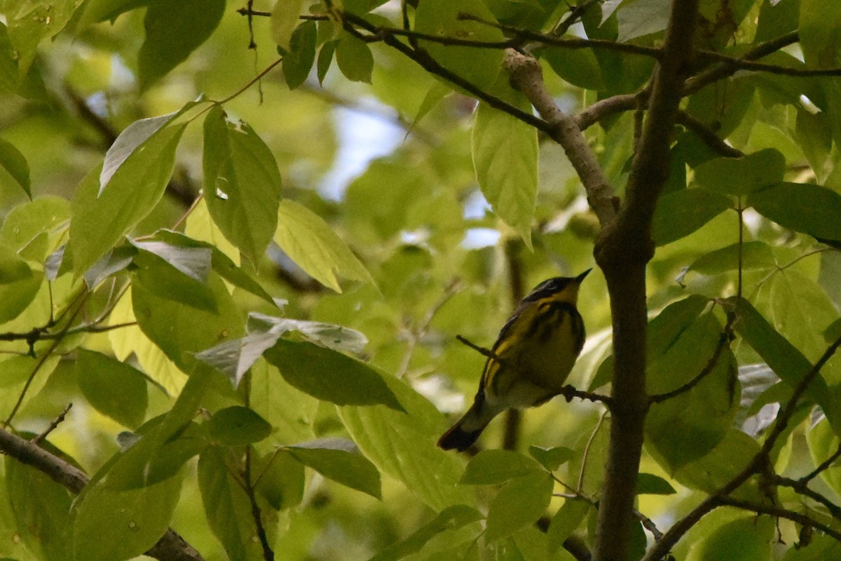 Magnolia Warbler - ML338744991