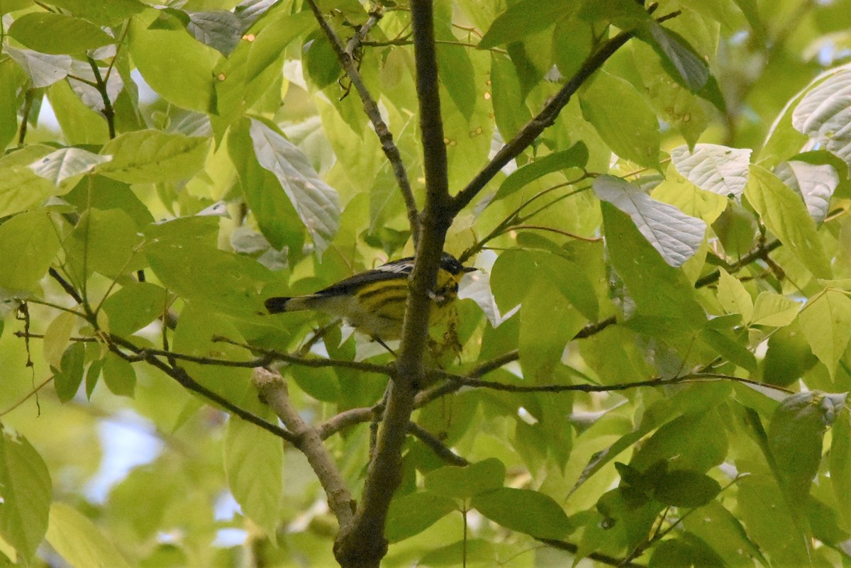 Magnolia Warbler - ML338745001