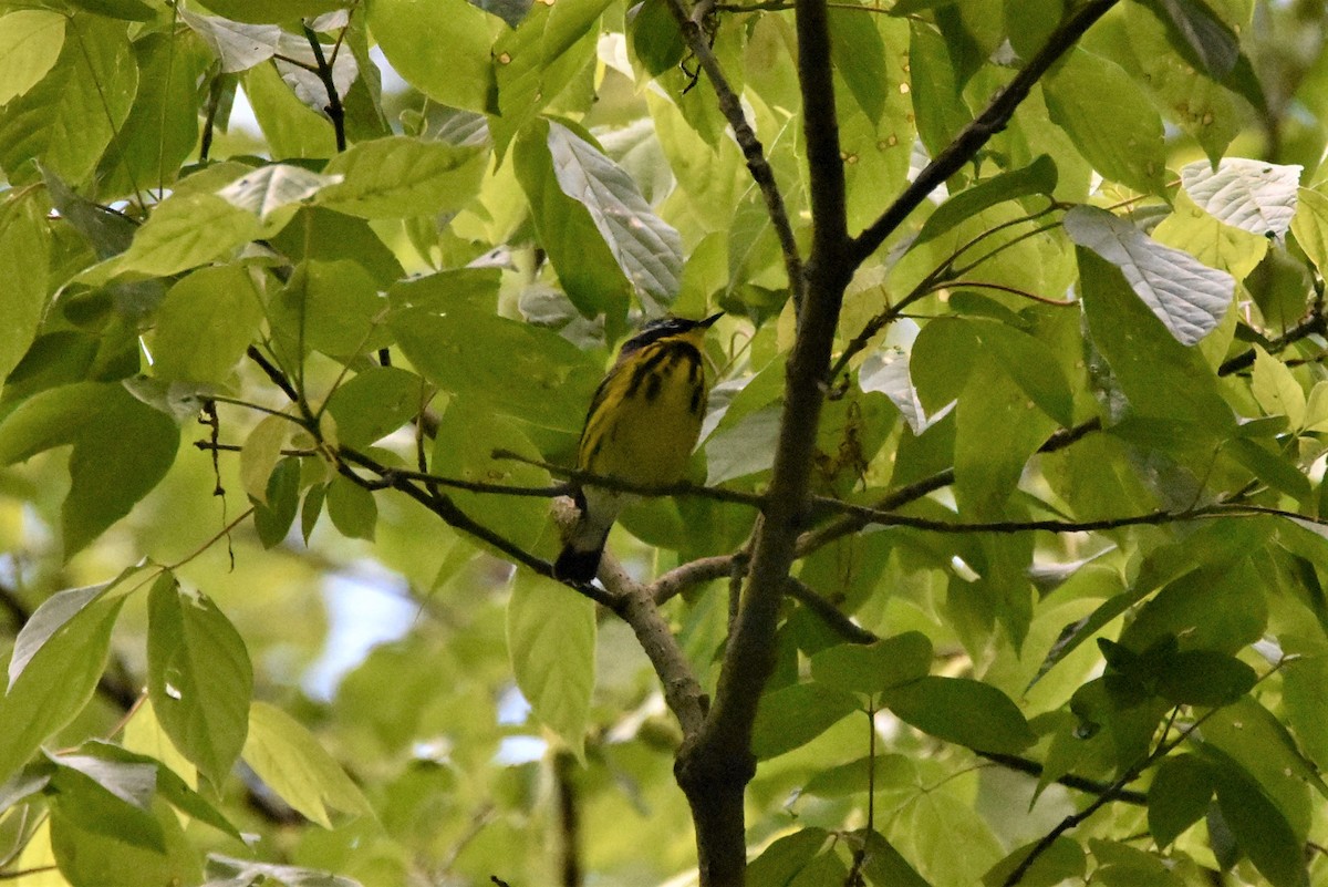 Magnolia Warbler - ML338745021