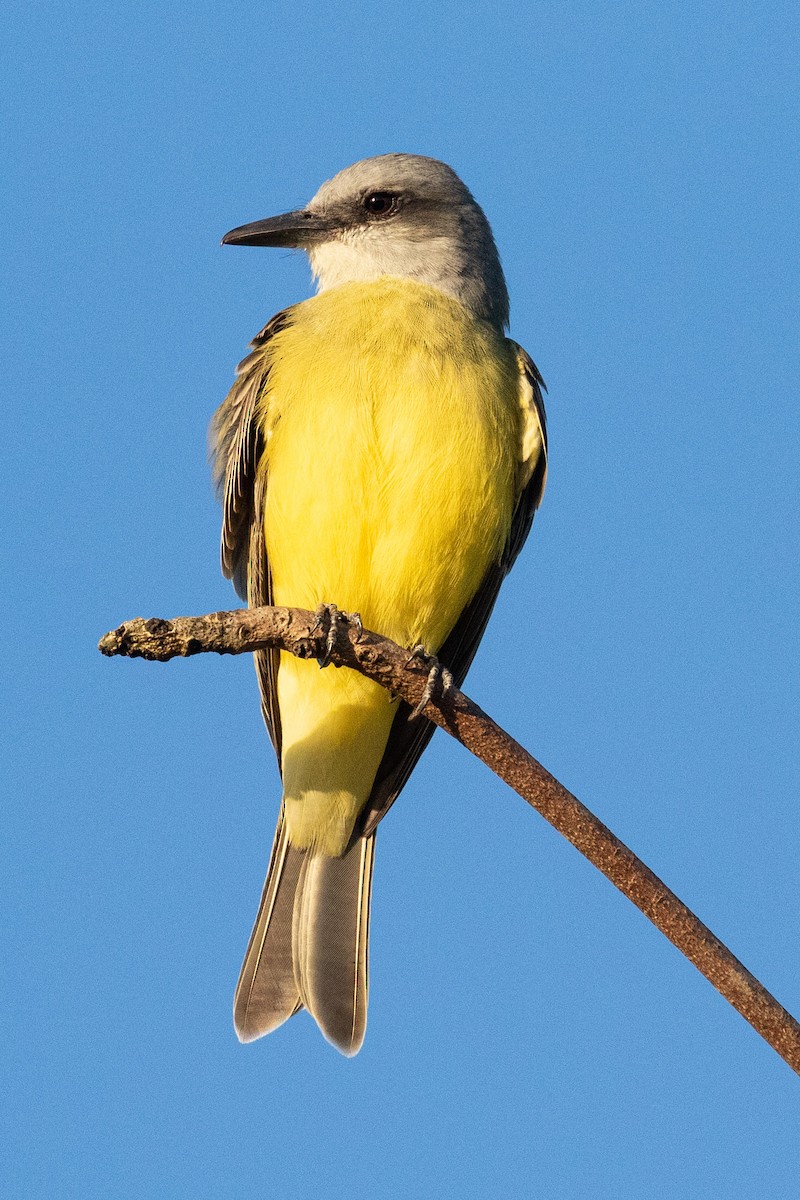 Tropical Kingbird - ML338746151