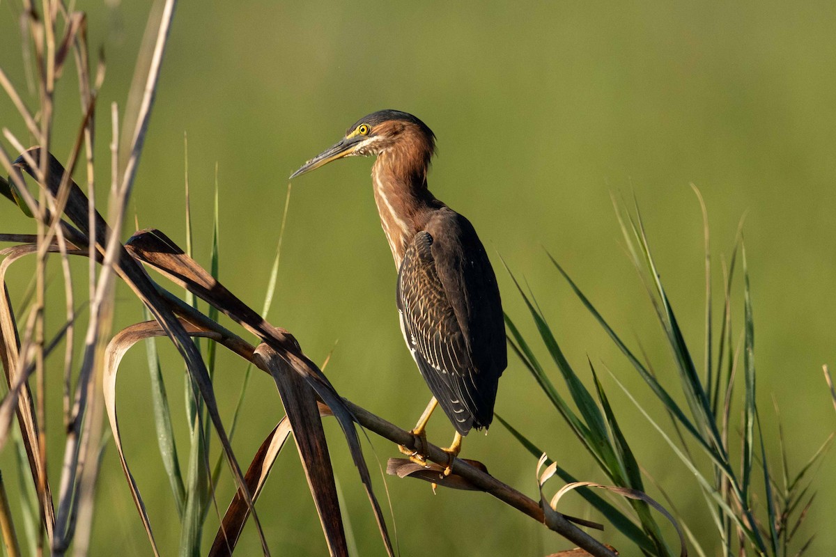 Green Heron - ML338746511