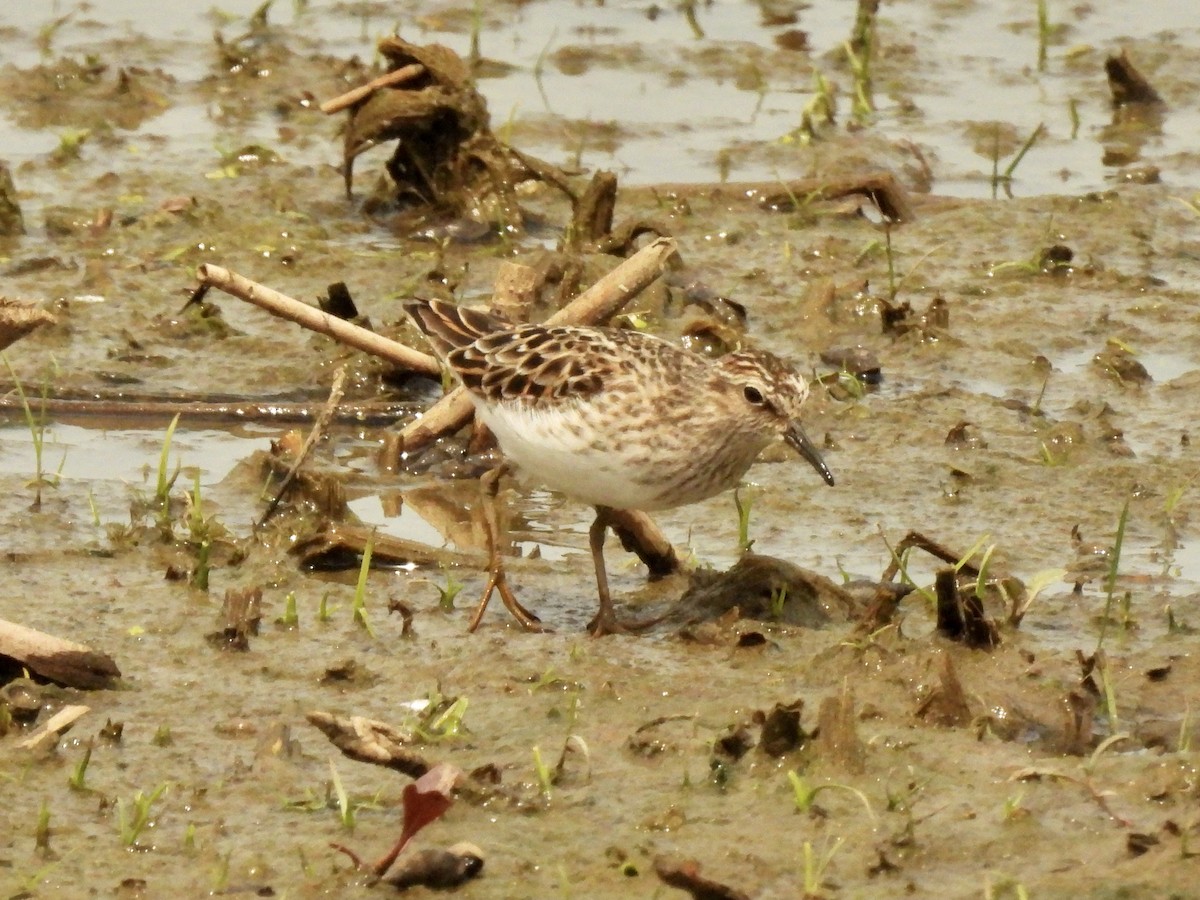 Least Sandpiper - ML338747571