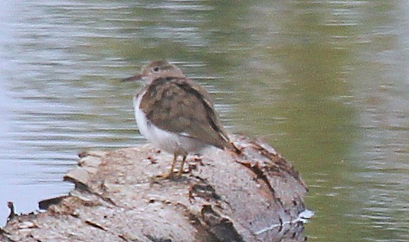 Spotted Sandpiper - ML33874781