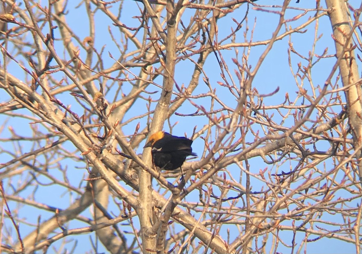 Yellow-headed Blackbird - ML338747931