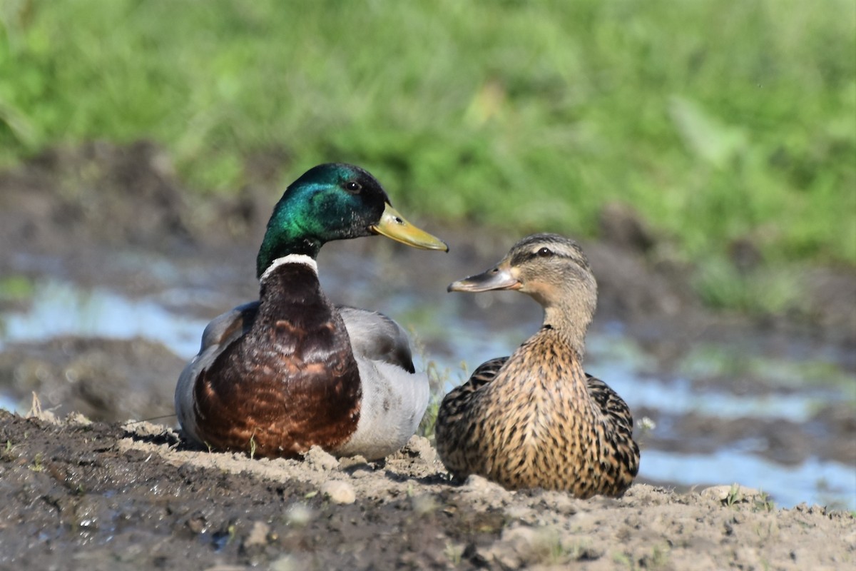 Canard colvert - ML338748211