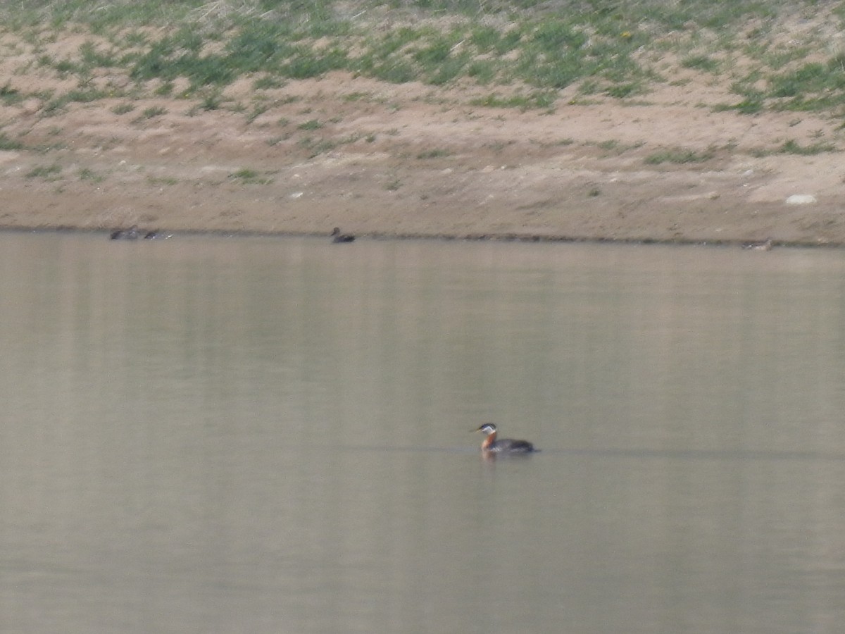 Murgil lepagorria - ML338748921