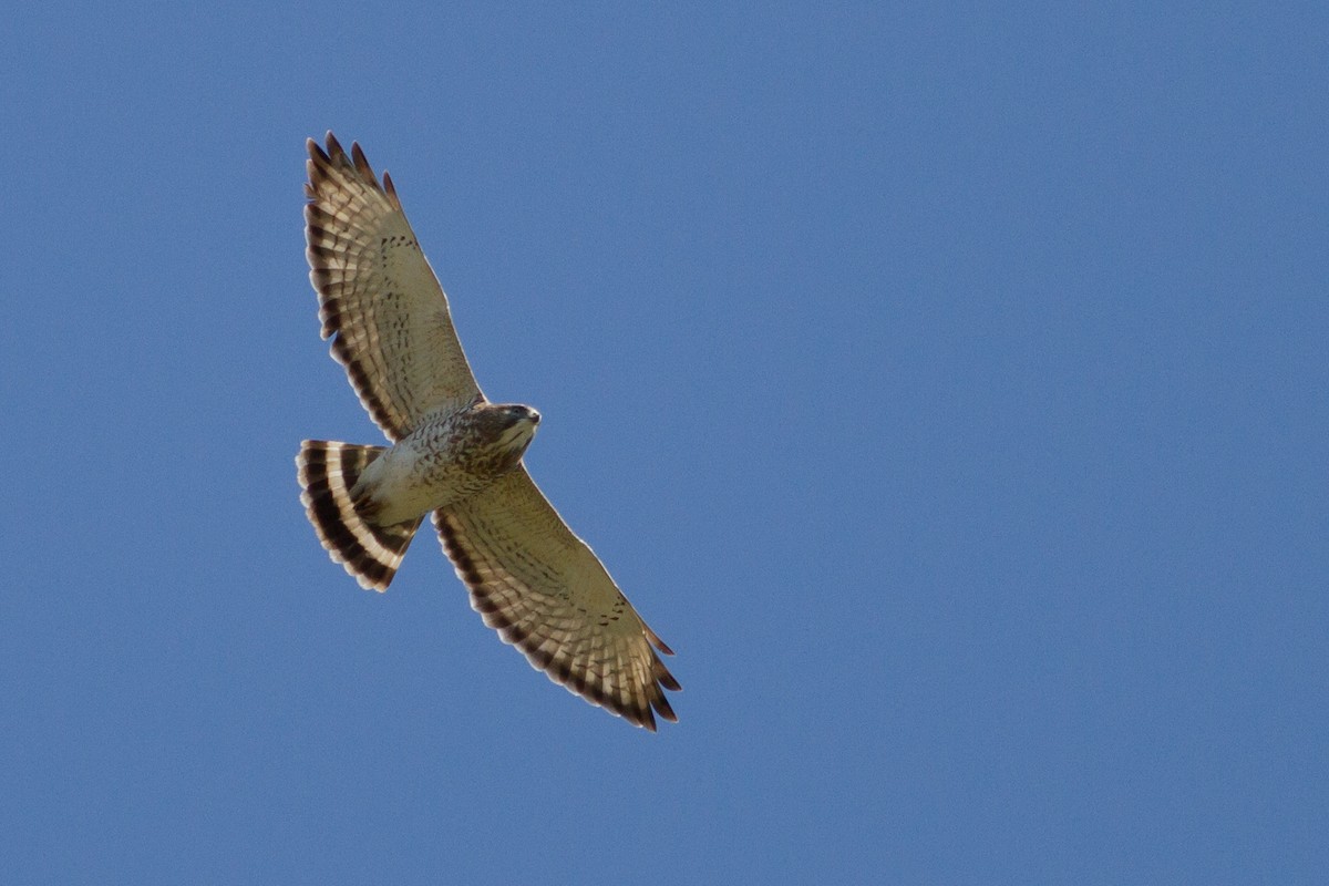 Broad-winged Hawk - ML338749071