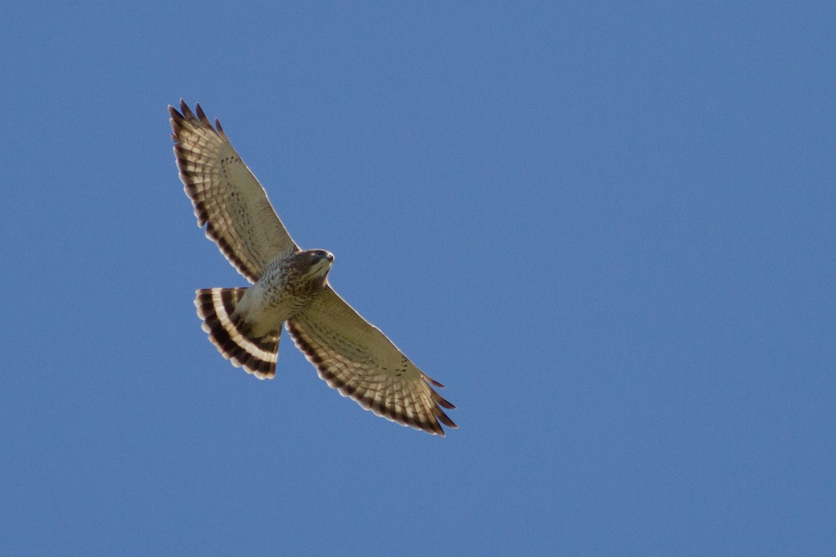 Broad-winged Hawk - ML338749091