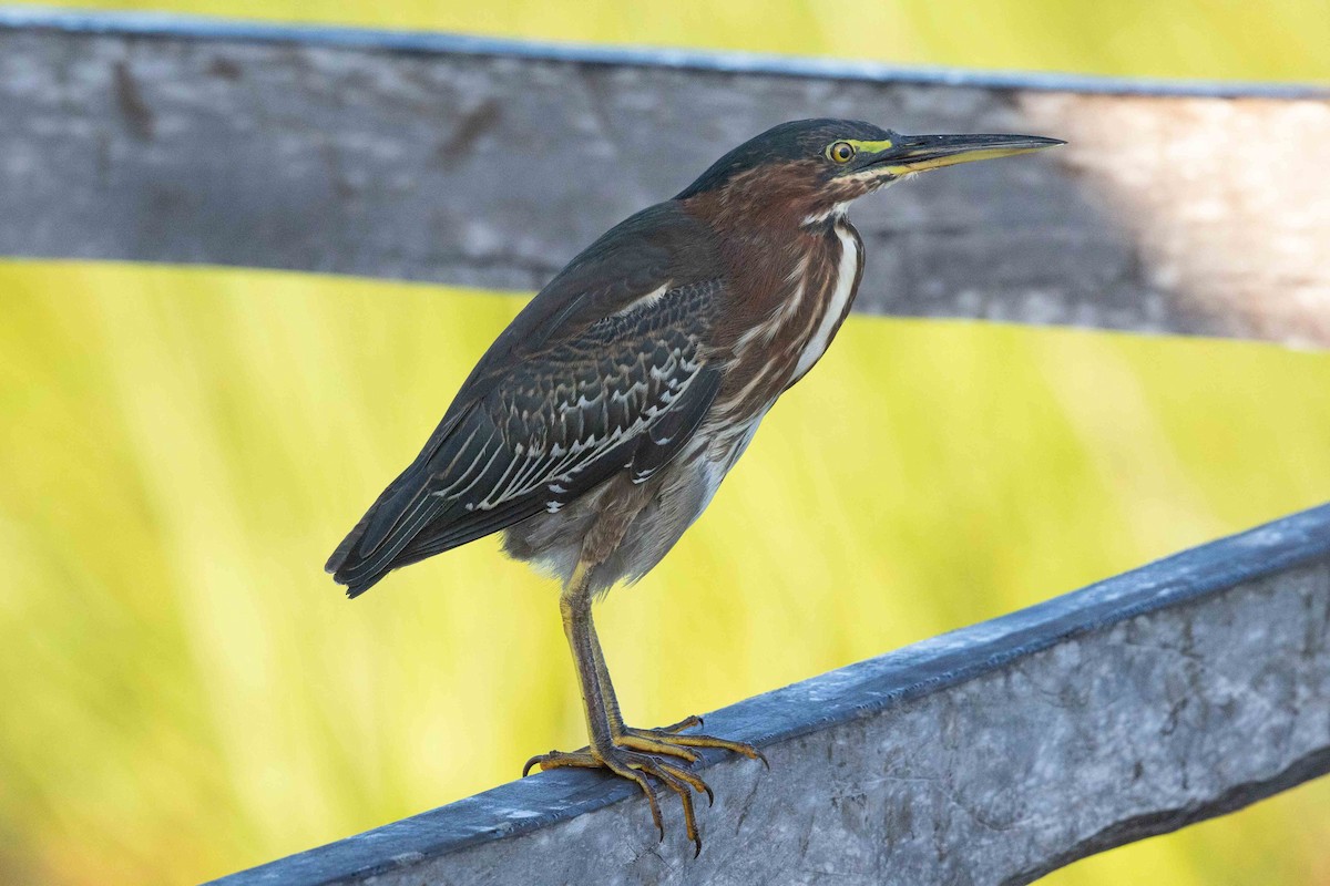 Green Heron - ML338749121