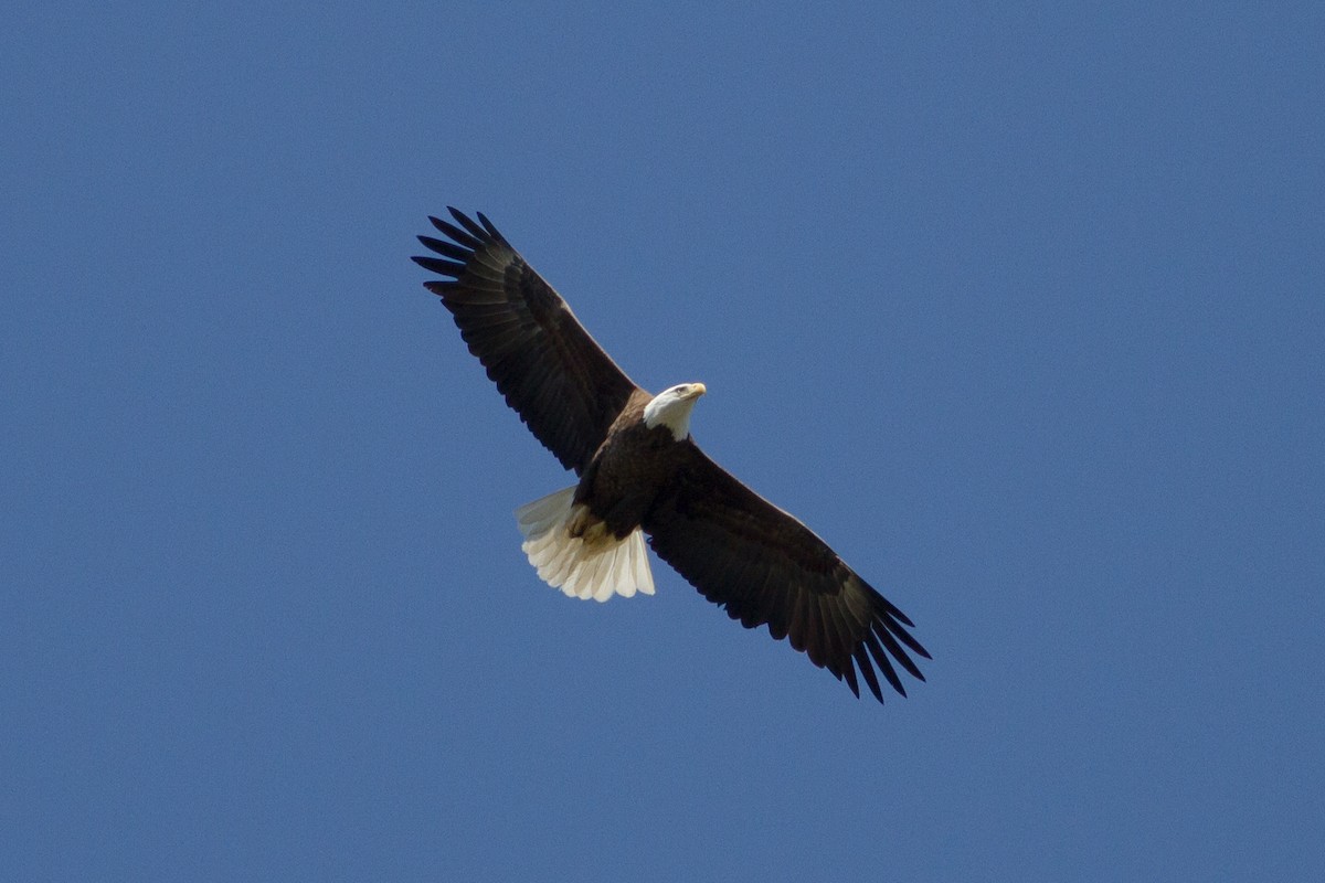 Bald Eagle - ML338749161