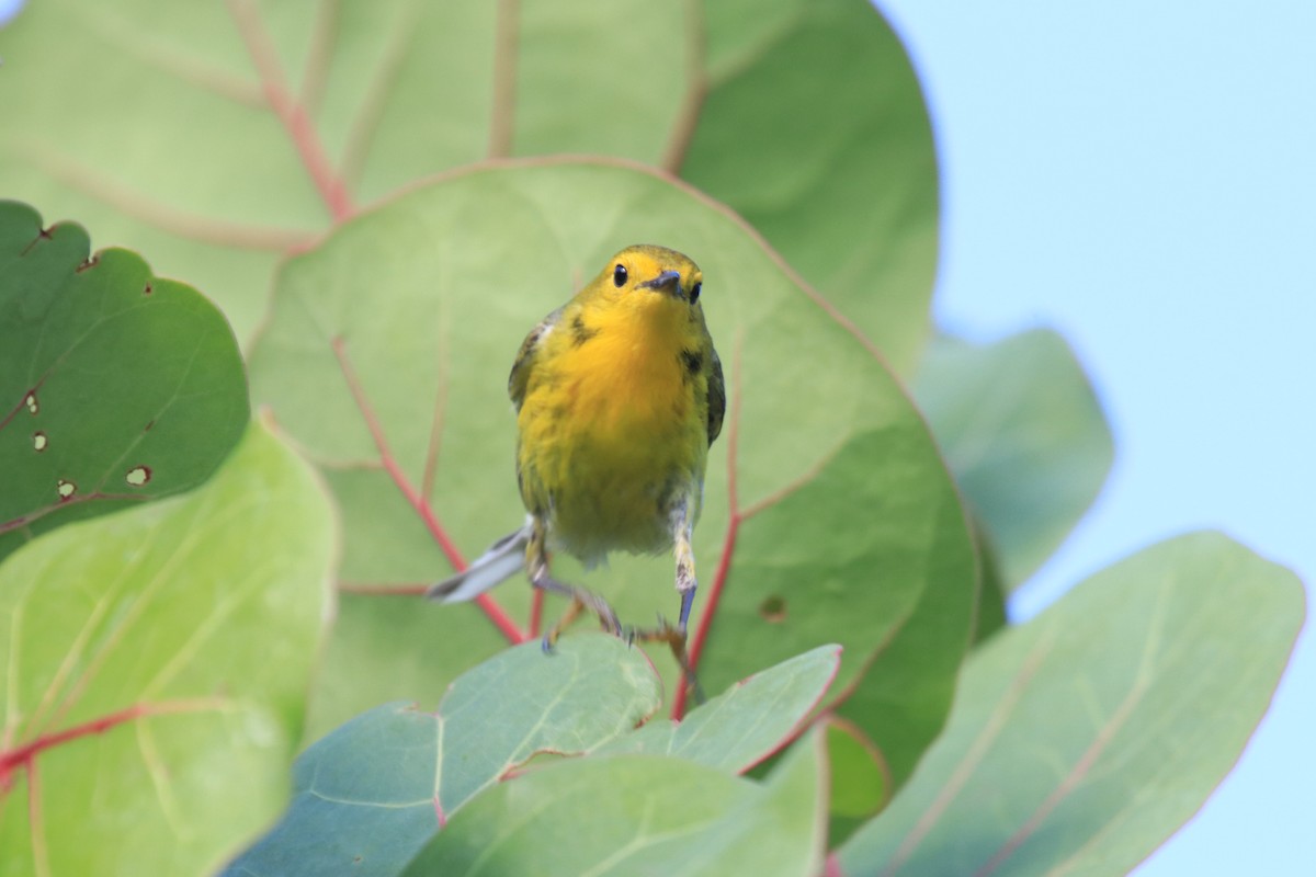 Northern Yellow x Prairie Warbler (hybrid) - ML338750101