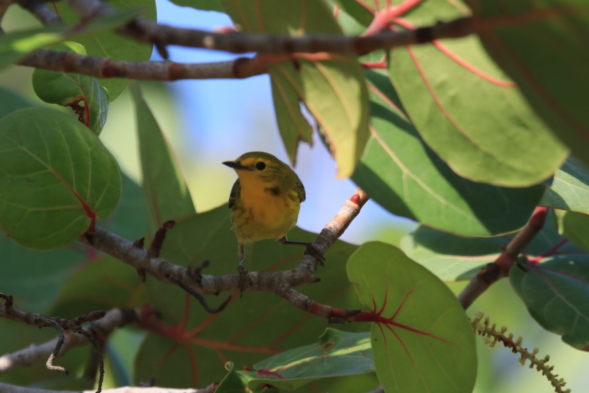 Northern Yellow x Prairie Warbler (hybrid) - ML338750161