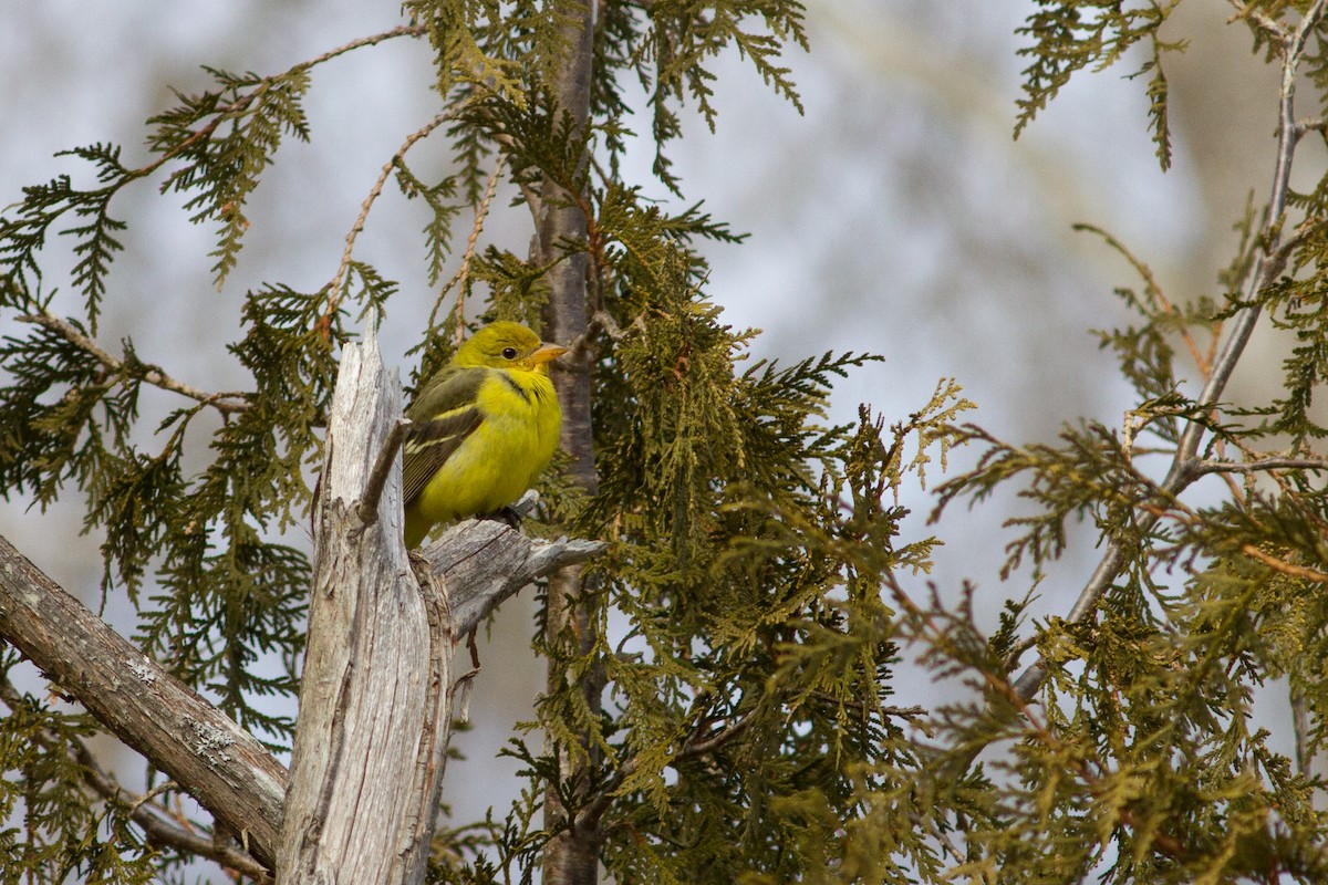 Western Tanager - ML338750171