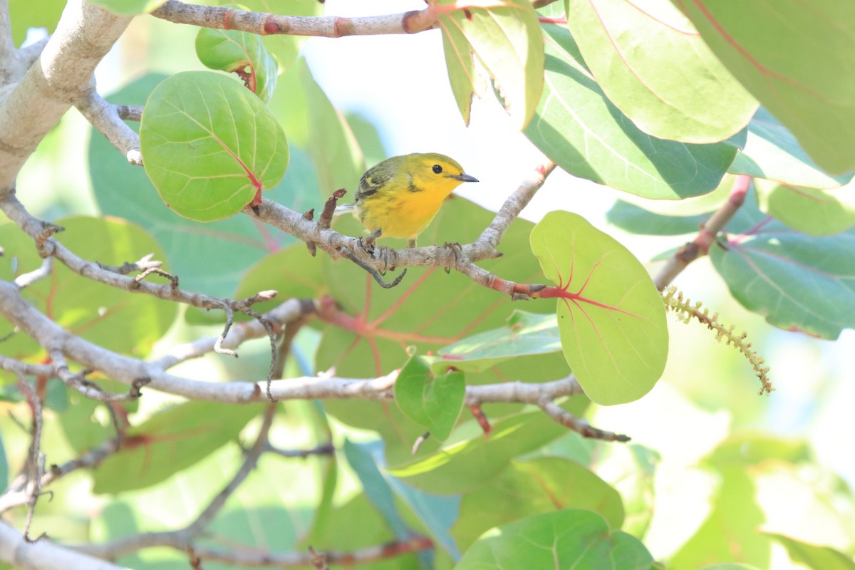 Northern Yellow x Prairie Warbler (hybrid) - ML338750181