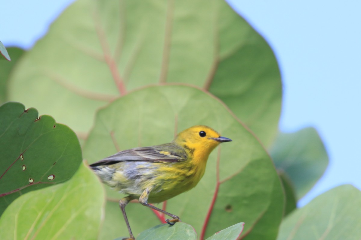 Northern Yellow x Prairie Warbler (hybrid) - ML338750201