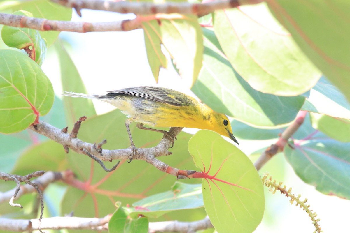 Northern Yellow x Prairie Warbler (hybrid) - Hans Gonzembach
