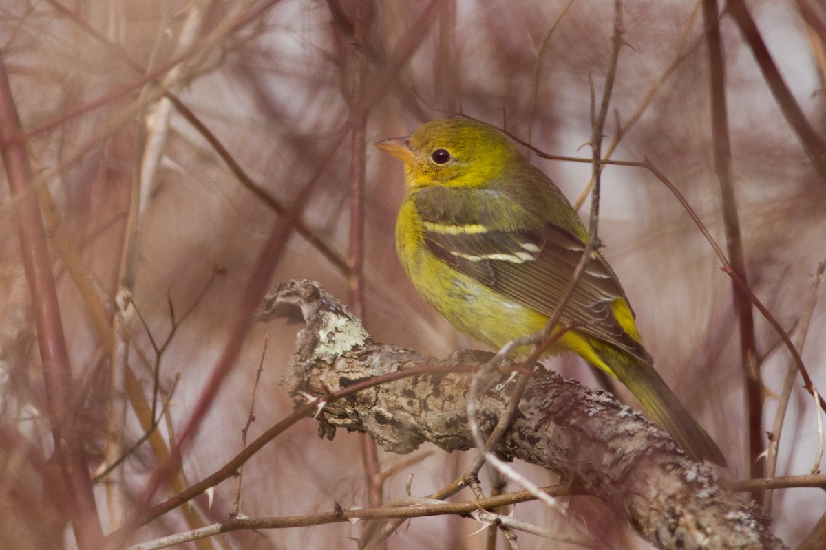 Western Tanager - ML338750231