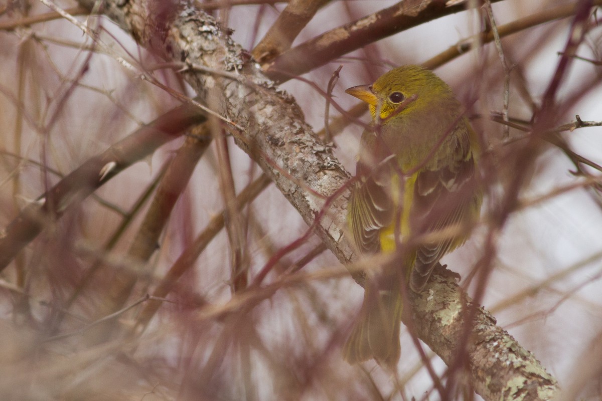 Western Tanager - ML338750291