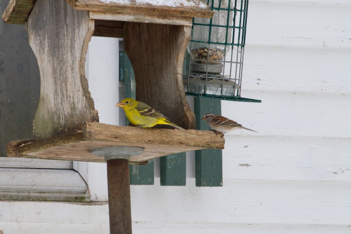 Western Tanager - ML338750321