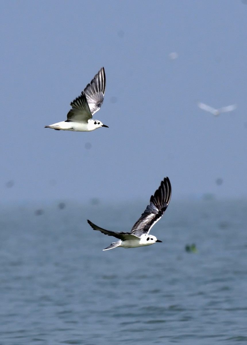 White-winged Tern - Rana Mukherjee