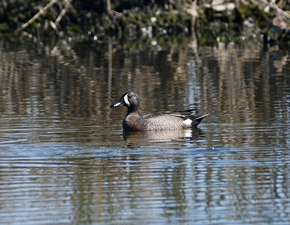 Blue-winged Teal - ML338751161