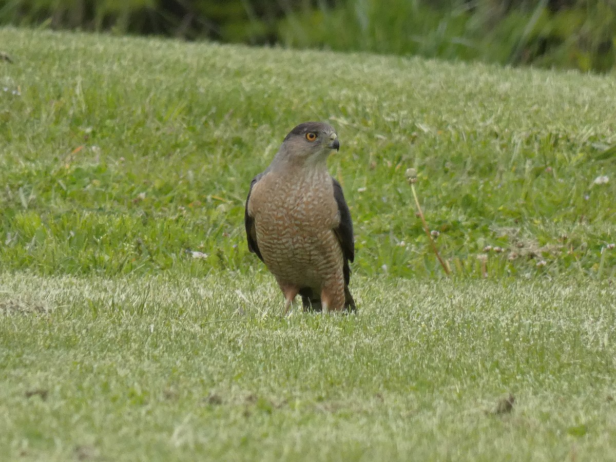 Cooper's Hawk - ML338751171